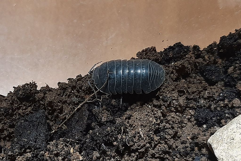 Armadillidiidae - Armadillidium sp.